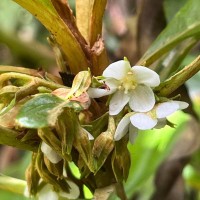 Rhynchotechum permolle (Nees) B.L.Burtt